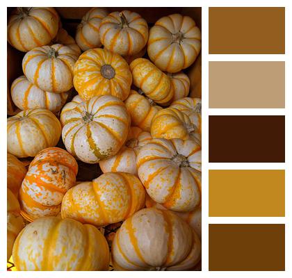 Striped Pumpkins Gourds Pumpkins Image